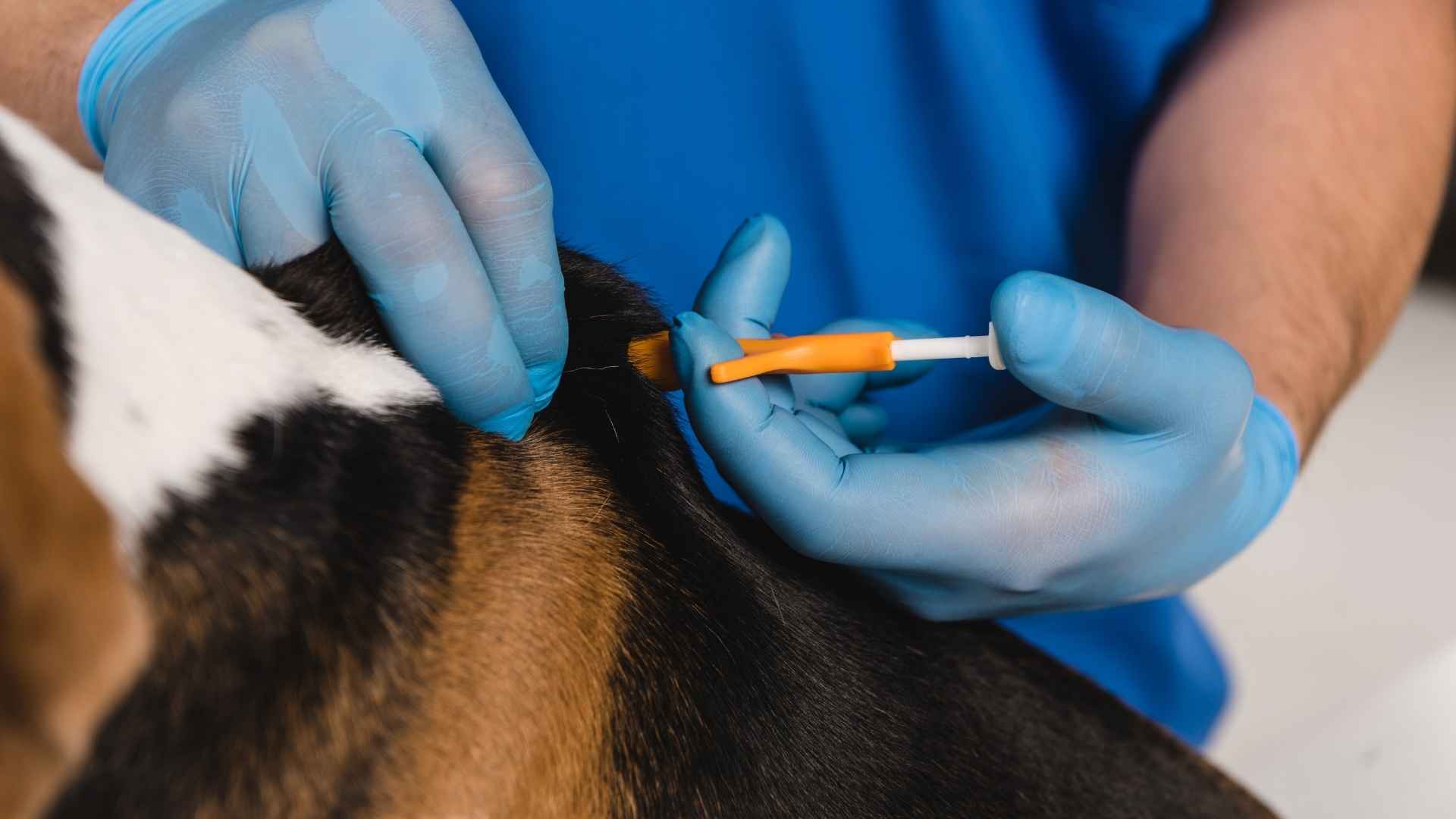 Veterinario poniendo el microchip a un perro